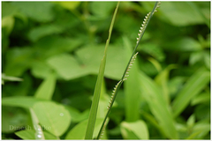 Paspalidium punctatum